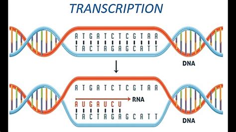 All strands are synthesized from the 5' ends > > > to the 3' ends for both DNA and RNA. . Dna to rna converter